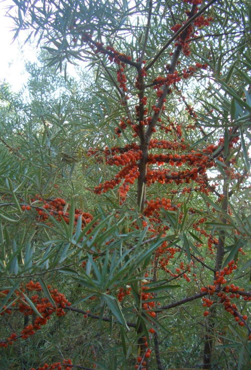 紅棘1號 等3個沙棘優良雜交無性系獲國家林木良種審定