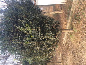 新鄉桂花樹苗 新鄉新聞 優質廉價