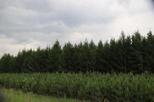 林木種苗美了環(huán)境 富了百姓