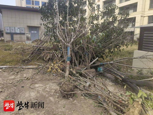 徐州 還未交付的新小區里 數百棵林木被莫名推倒 警方已介入調查