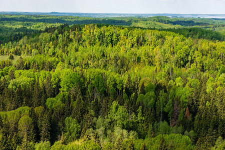 林木采伐許可證