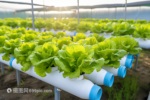 農(nóng)業(yè)溫室培育的綠色蔬菜