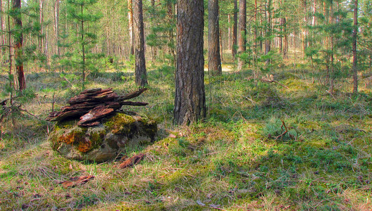 森林中有地衣和苔蘚的老樹。林木自然綠色的木頭。森林里樹上的苔蘚。特寫