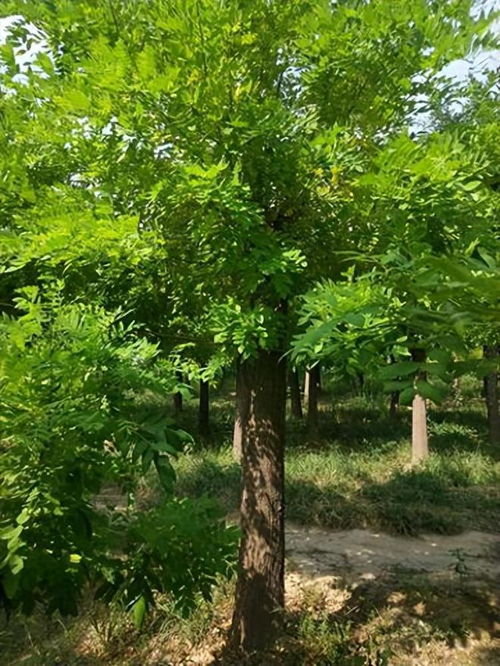 北朝林木的作用這么大,不光可以建房,竟然還可以用來美容