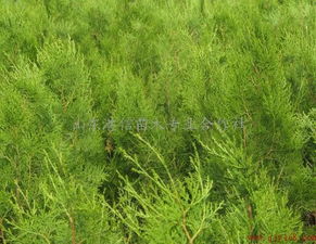 低價(jià)急售黑松小苗,黑松苗木,黑松容器苗供應(yīng)商 山東港信苗木專業(yè)合作社