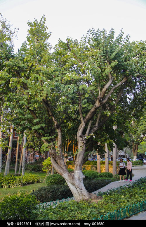 校園林木高清圖片下載 紅動網