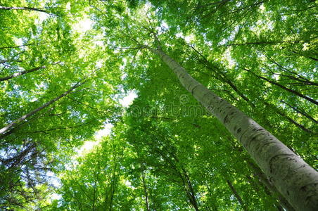 美麗的春天白樺林樹(shù)葉,晨光中的鮮葉