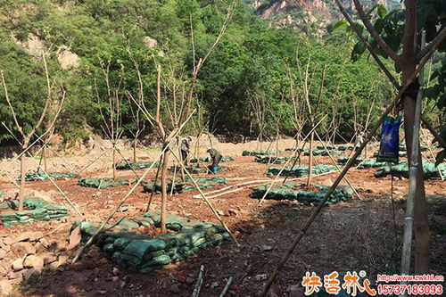 苗木恢復(fù)差怎么辦,樹(shù)木移栽生根劑用什么