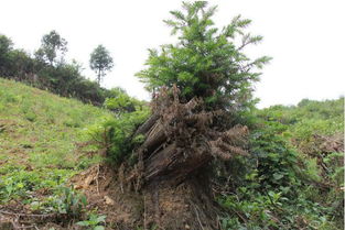 栽三七，濫伐林木被判刑——期路白鄉首例涉林刑事案件公開審判警示錄