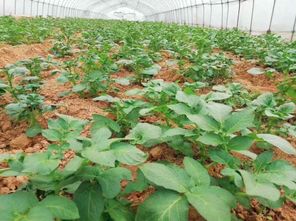 春耕進行時 60萬株蔬菜苗加緊培育，花卉產業助力菜籽下地