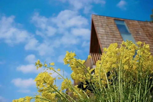 睡進至美樹屋，驚艷一整個春天 鼻祖級油菜花海之旅