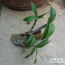 奇根共舞，古木相依 品鑒粗壯精品野生翅梗石斛的盆景藝術