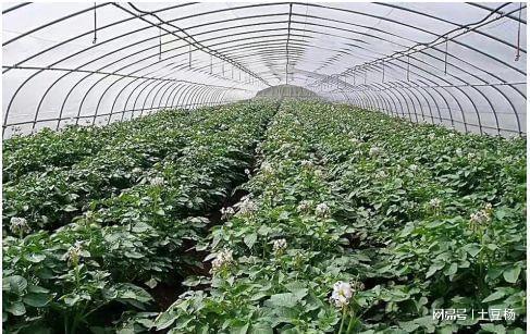 科技賦能，高效栽培 產量倍增、上市提前的盆景蔬菜種植新模式