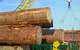 黃貓木業 以匠心與自然共筑健康環保家居，盆景為生活點睛