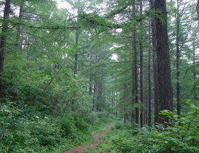 佳木斯市征地林木補償暫行辦法及蔬菜培育政策解讀